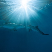 [家庭] 海豚的故事2 Dolphin Tale 2  [摩根·弗里曼/艾什莉·贾德][蓝光/高清1080p/4K下载]