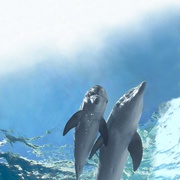 [家庭] 海豚的故事2 Dolphin Tale 2  [摩根·弗里曼/艾什莉·贾德][蓝光/高清1080p/4K下载]