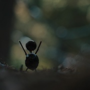 [惊悚/犯罪] 寒栗 Kastanjemanden  [达妮卡· 库尔西奇/大卫·丹席克][蓝光/高清1080p/4K下载]