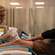 [剧情] 良医 第三季 The Good Doctor Season 3  [弗莱迪·海默/安东尼娅·托马斯][蓝光/高清1080p/4K下载]