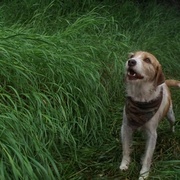 [家庭] 圣诞狗 A Dog Named Christmas  [Bruce Greenwood/Linda Emond][蓝光/高清1080p/4K下载]