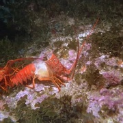 [纪录片] 深海奇观 Into the Deep  [凯特·尼利甘][蓝光/高清1080p/4K下载]