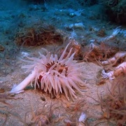 [纪录片] 深海奇观 Into the Deep  [凯特·尼利甘][蓝光/高清1080p/4K下载]