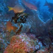 [纪录片] 深海奇观 Into the Deep  [凯特·尼利甘][蓝光/高清1080p/4K下载]