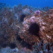 [纪录片] 深海奇观 Into the Deep  [凯特·尼利甘][蓝光/高清1080p/4K下载]