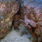 [纪录片] 深海奇观 Into the Deep  [凯特·尼利甘][蓝光/高清1080p/4K下载]