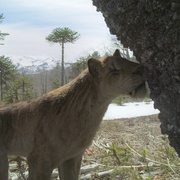 [纪录片] 史前星球：冰川时代 Prehistoric Planet: Ice Age  [汤姆·希德勒斯顿][蓝光/高清1080p/4K下载]