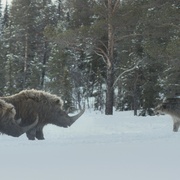 [纪录片] 史前星球：冰川时代 Prehistoric Planet: Ice Age  [汤姆·希德勒斯顿][蓝光/高清1080p/4K下载]