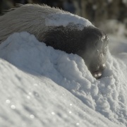 [纪录片] 史前星球：冰川时代 Prehistoric Planet: Ice Age  [汤姆·希德勒斯顿][蓝光/高清1080p/4K下载]