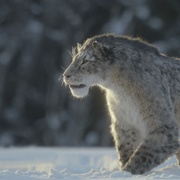 [纪录片] 史前星球：冰川时代 Prehistoric Planet: Ice Age  [汤姆·希德勒斯顿][蓝光/高清1080p/4K下载]