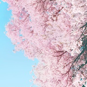 [剧情] 小森林 冬春篇 リトル・フォレスト 冬・春  [桥本爱/三浦贵大][蓝光/高清1080p/4K下载]