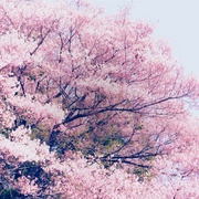 [剧情] 小森林 冬春篇 リトル・フォレスト 冬・春  [桥本爱/三浦贵大][蓝光/高清1080p/4K下载]