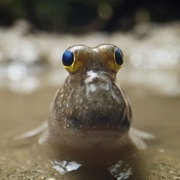 [纪录片] 亚洲 Asia  [大卫·爱登堡][蓝光/高清1080p/4K下载]