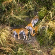 [纪录片] 亚洲 Asia  [大卫·爱登堡][蓝光/高清1080p/4K下载]