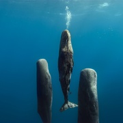 [纪录片] 亚洲 Asia  [大卫·爱登堡][蓝光/高清1080p/4K下载]