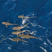 [纪录片] 亚洲 Asia  [大卫·爱登堡][蓝光/高清1080p/4K下载]