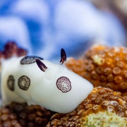 [纪录片] 亚洲 Asia  [大卫·爱登堡][蓝光/高清1080p/4K下载]