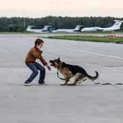 [剧情] 忠犬帕尔玛 Пальма  [莉莉/列昂尼德·巴索夫][蓝光/高清1080p/4K下载]