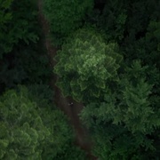 [恐怖] 自杀森林 The Forest  [娜塔莉·多默尔/泰勒·金尼][蓝光/高清1080p/4K下载]