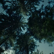 [恐怖] 自杀森林 The Forest  [娜塔莉·多默尔/泰勒·金尼][蓝光/高清1080p/4K下载]