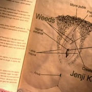 [喜剧/犯罪] 单身毒妈 第五季 Weeds Season 5  [玛丽-露易丝·帕克/伊丽莎白·帕金斯][蓝光/高清1080p/4K下载]