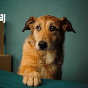 [喜剧] 狗的审判 Le procès du chien  [科迪/利蒂希亚·多施][蓝光/高清1080p/4K下载]