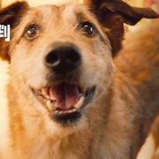 [喜剧] 狗的审判 Le procès du chien  [科迪/利蒂希亚·多施][蓝光/高清1080p/4K下载]