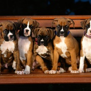 [冒险/家庭] 灵犬宾果 Bingo  [小罗伯特·J·斯坦米勒/大卫·拉斯彻][蓝光/高清1080p/4K下载]