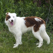 [冒险] 流浪狗 The Stray  [莎拉·兰卡斯特/迈克尔·卡西迪][蓝光/高清1080p/4K下载]