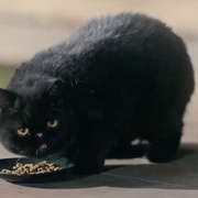 [动作] 忍者之家 House of Ninjas  [贺来贤人/江口洋介][蓝光/高清1080p/4K下载]