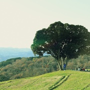 [爱情/喜剧] 重返17岁 ReLIFE  [中川大志/平祐奈][蓝光/高清1080p/4K下载]