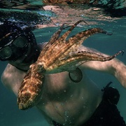 [纪录片] 我的章鱼老师 My Octopus Teacher  [克雷格·福斯特/Tom Foster][蓝光/高清1080p/4K下载]