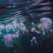 [纪录片] 我的章鱼老师 My Octopus Teacher  [克雷格·福斯特/Tom Foster][蓝光/高清1080p/4K下载]