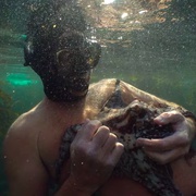 [纪录片] 我的章鱼老师 My Octopus Teacher  [克雷格·福斯特/Tom Foster][蓝光/高清1080p/4K下载]