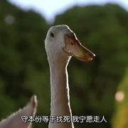 [冒险/奇幻] 小猪宝贝 Babe  [克里斯汀·凯文诺/米瑞安·玛格莱斯][蓝光/高清1080p/4K下载]