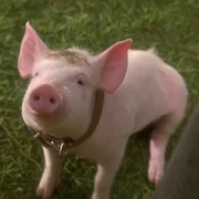 [冒险/奇幻] 小猪宝贝 Babe  [克里斯汀·凯文诺/米瑞安·玛格莱斯][蓝光/高清1080p/4K下载]