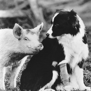 [冒险/奇幻] 小猪宝贝 Babe  [克里斯汀·凯文诺/米瑞安·玛格莱斯][蓝光/高清1080p/4K下载]